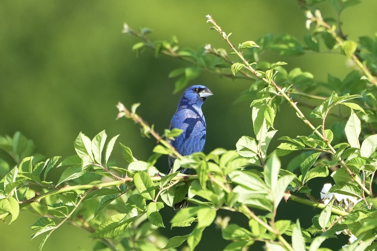 Blue Grosbeak - ML617452726