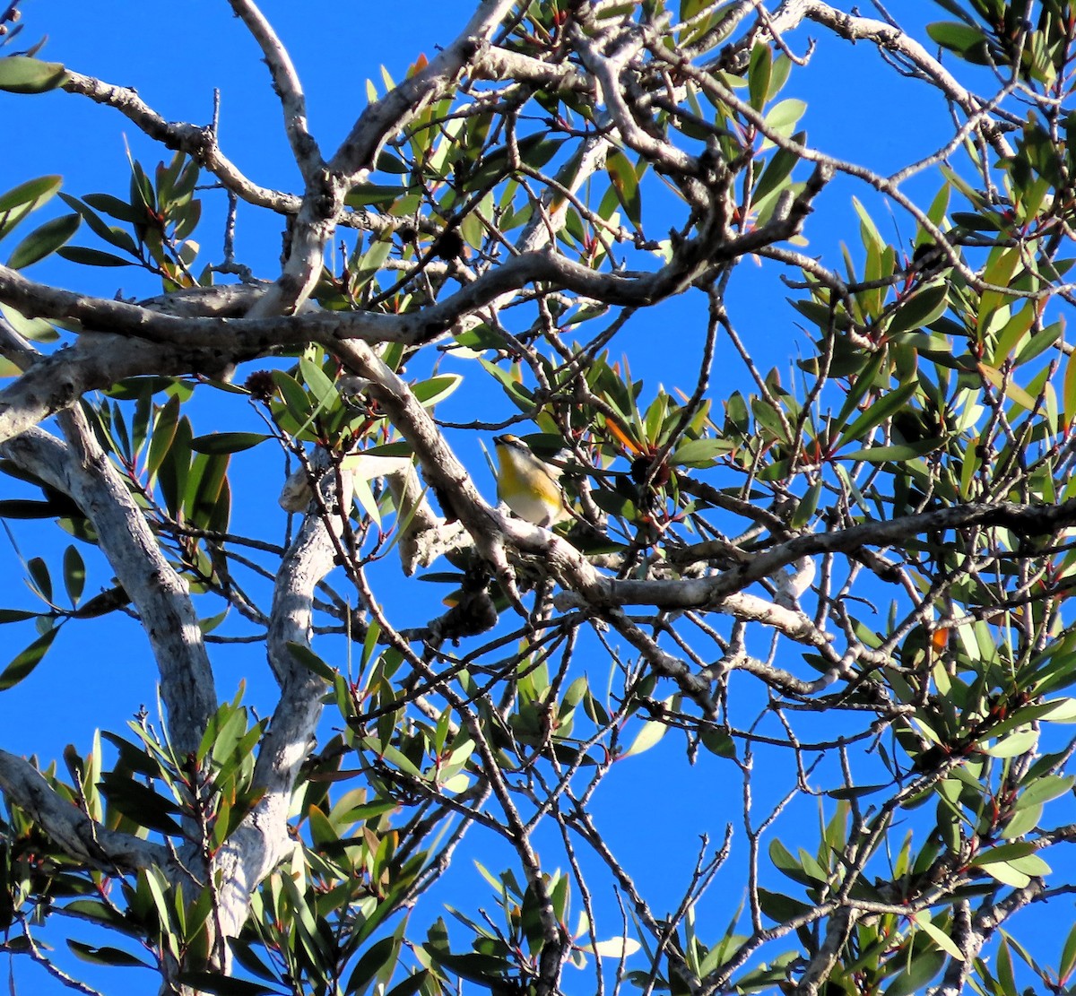 Striated Pardalote - ML617452745