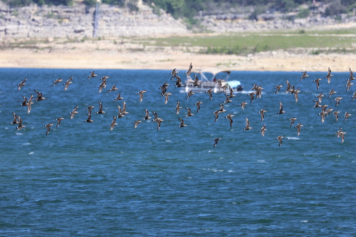 Hudsonian Godwit - ML617452796