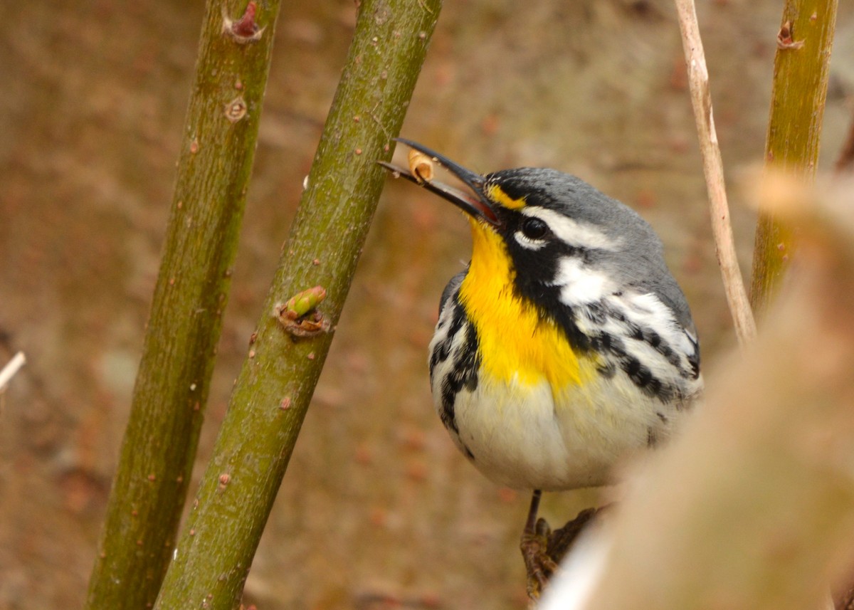 Yellow-throated Warbler - ML617452818