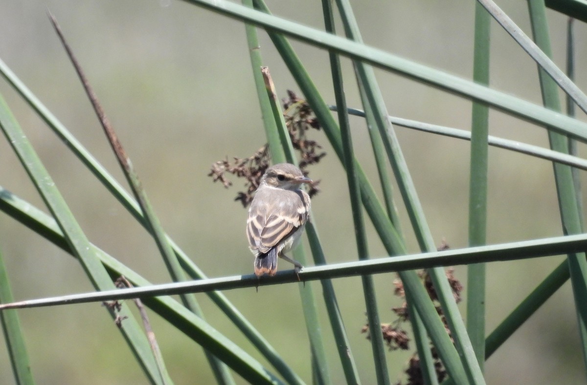 Short-tailed Field Tyrant - Fernando Angulo - CORBIDI