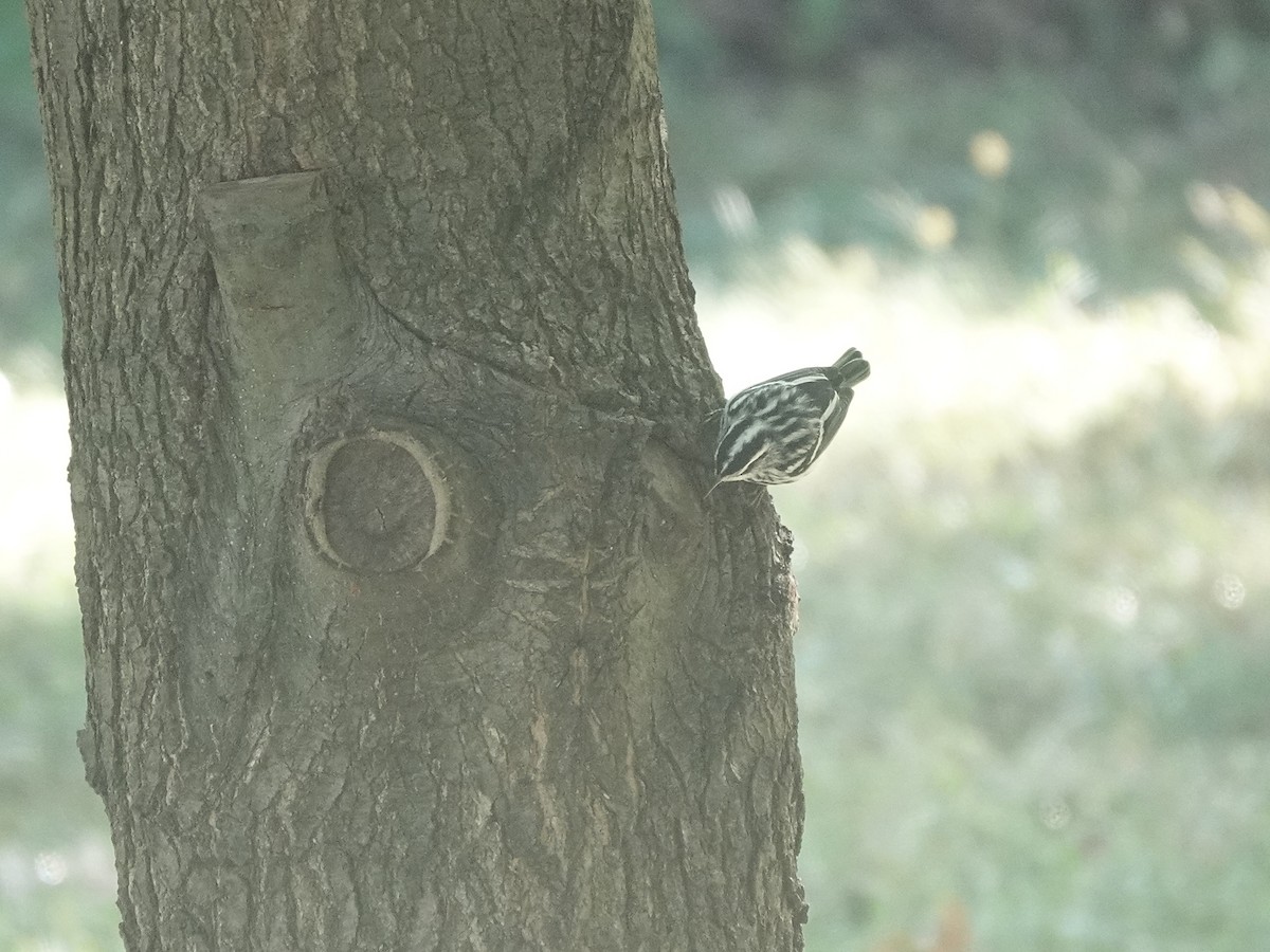 Black-and-white Warbler - ML617452856