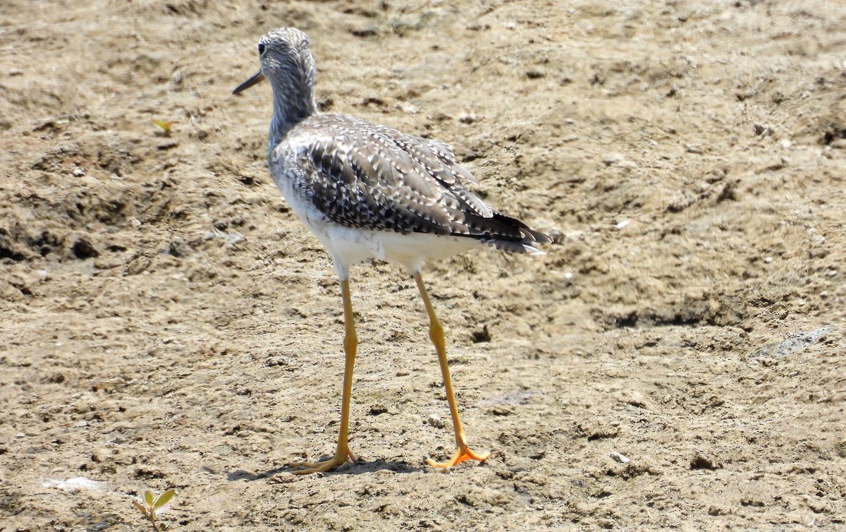 Greater Yellowlegs - ML617452862