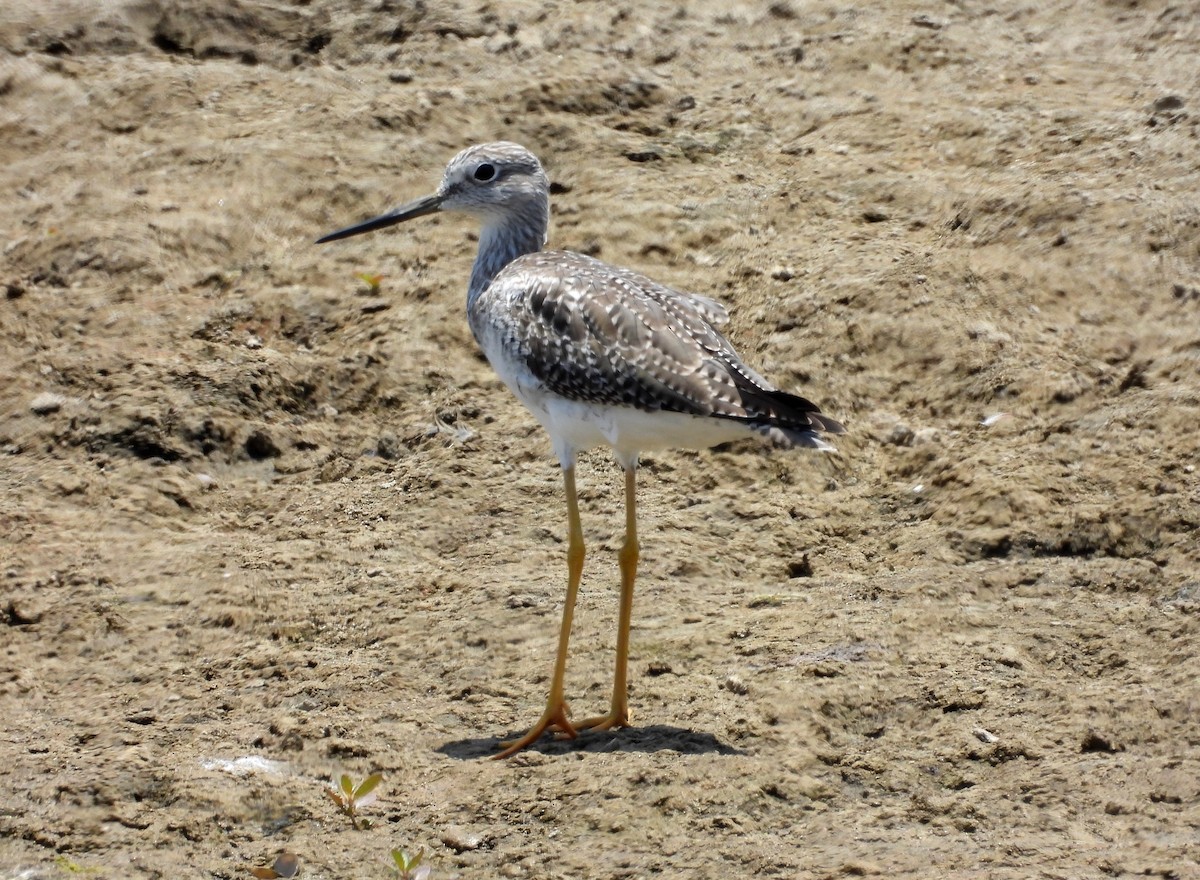 Greater Yellowlegs - ML617452863