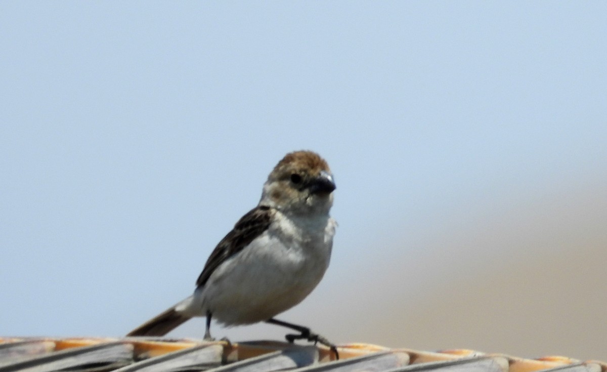 Drab Seedeater - Fernando Angulo - CORBIDI