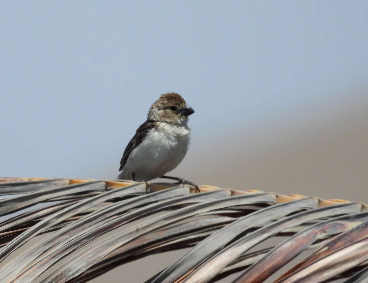 Drab Seedeater - Fernando Angulo - CORBIDI