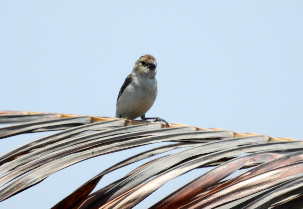 Drab Seedeater - Fernando Angulo - CORBIDI