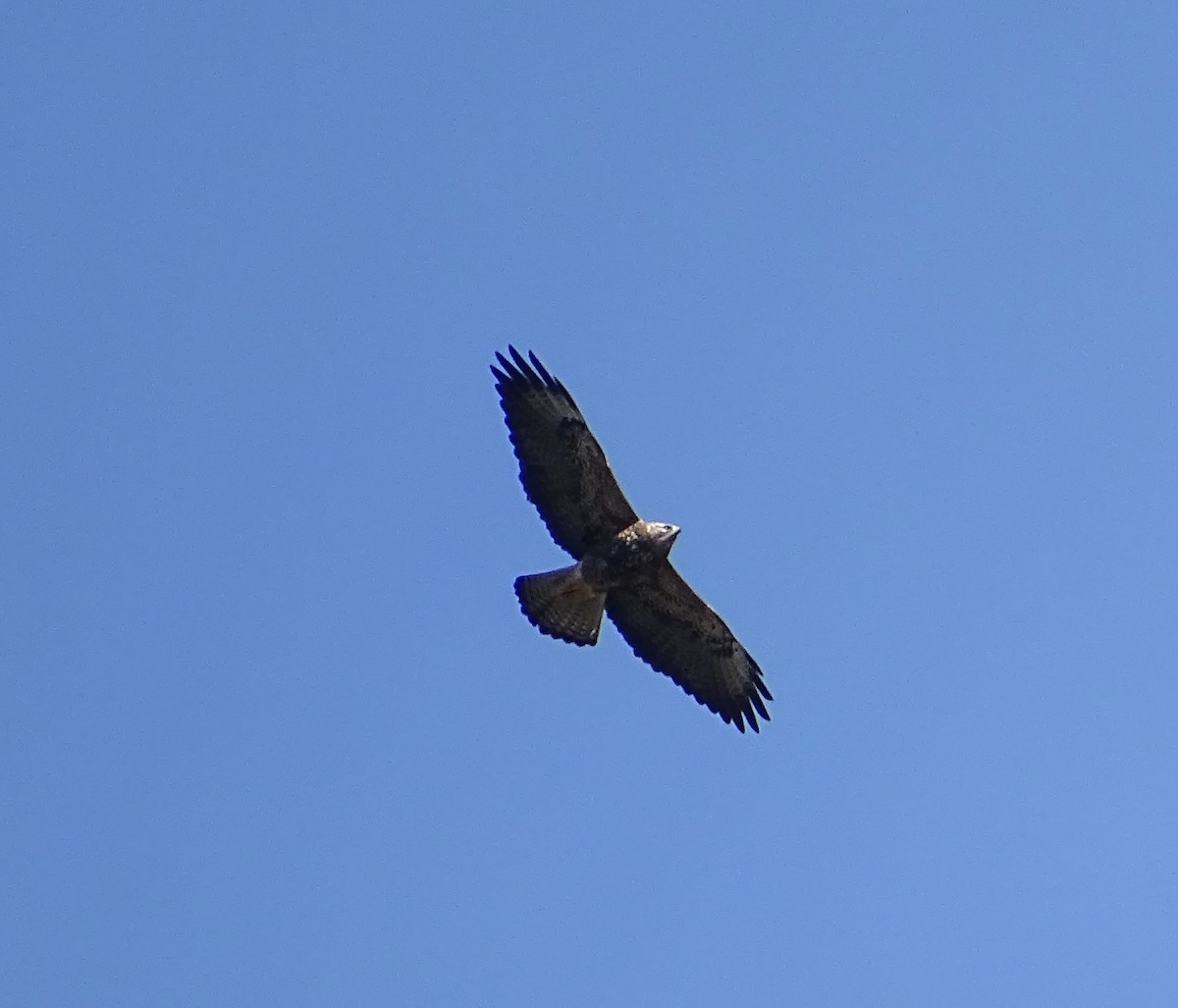 Swainson's Hawk - ML617452913