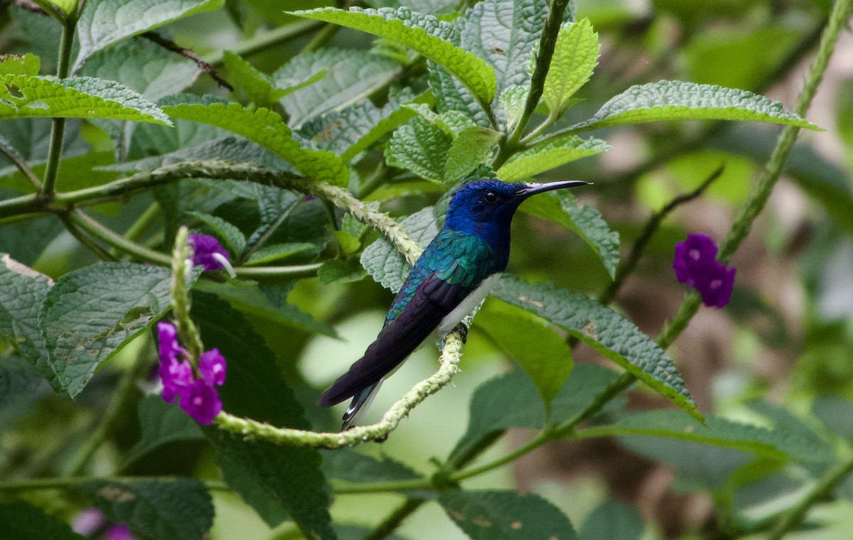 White-necked Jacobin - ML617452972