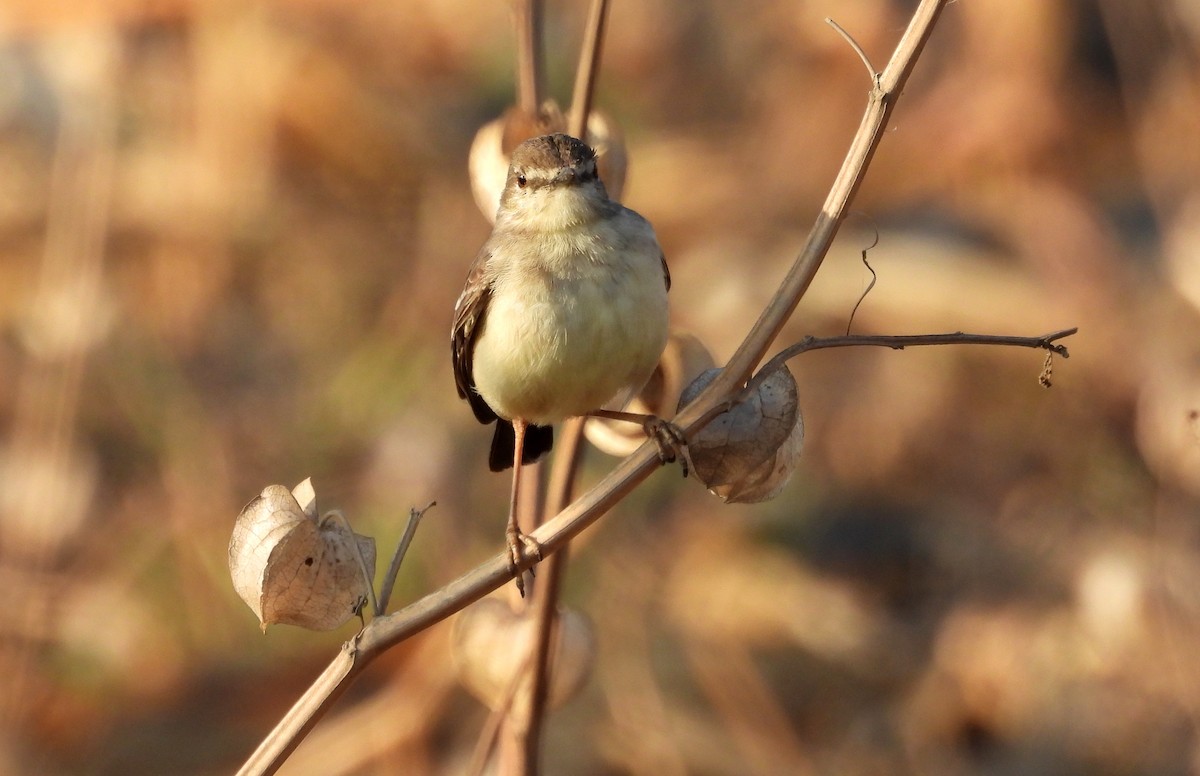 Dormilona Colicorta - ML617453083