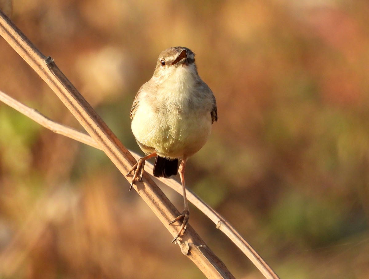 Short-tailed Field Tyrant - ML617453085