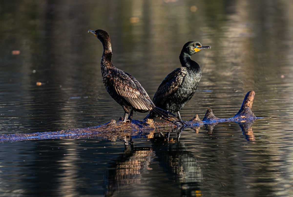 Double-crested Cormorant - Ken Miracle