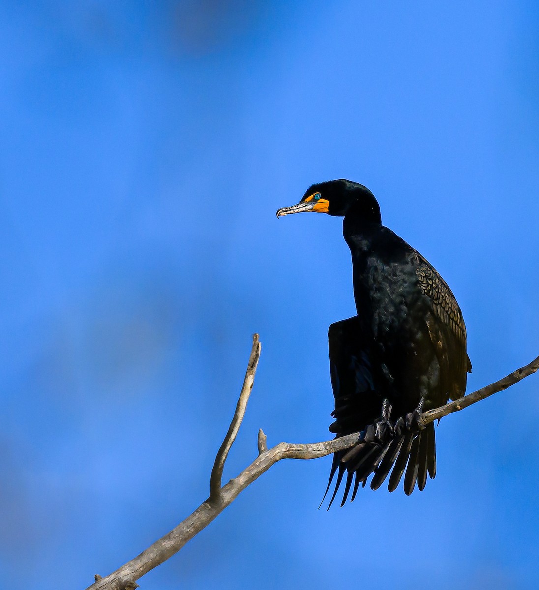 Cormoran à aigrettes - ML617453125