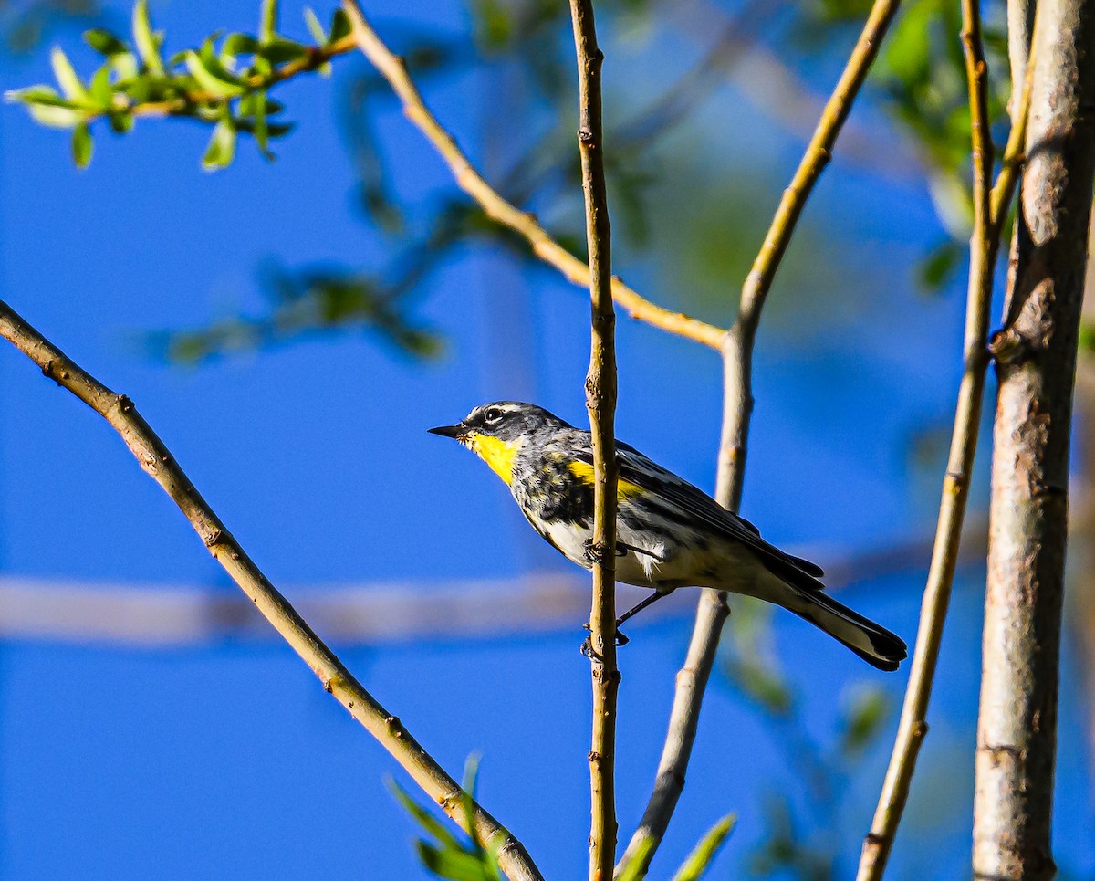 Yellow-rumped Warbler - ML617453157