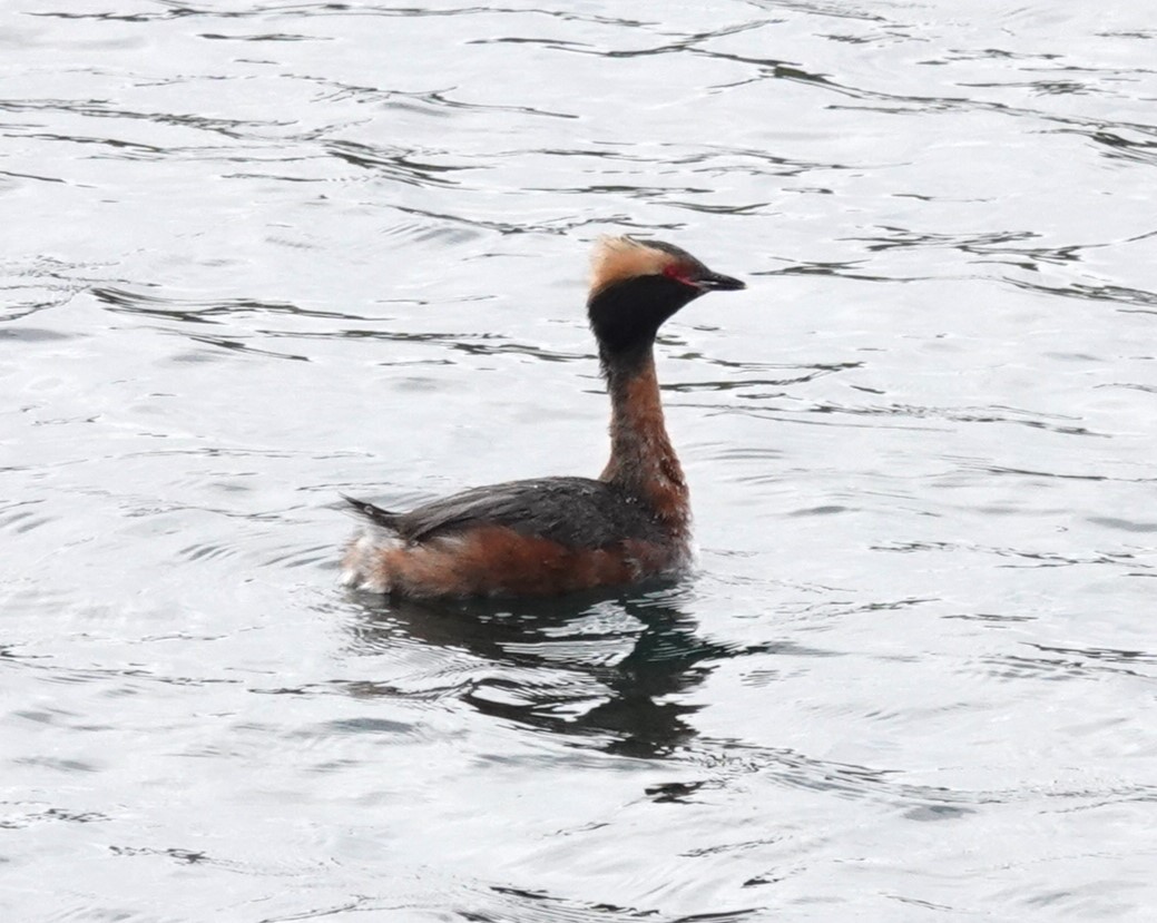 Horned Grebe - ML617453163