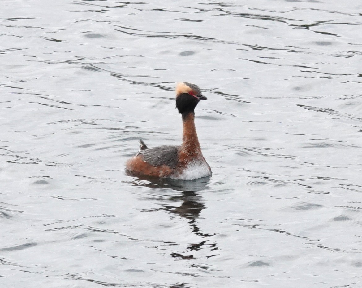 Horned Grebe - ML617453164