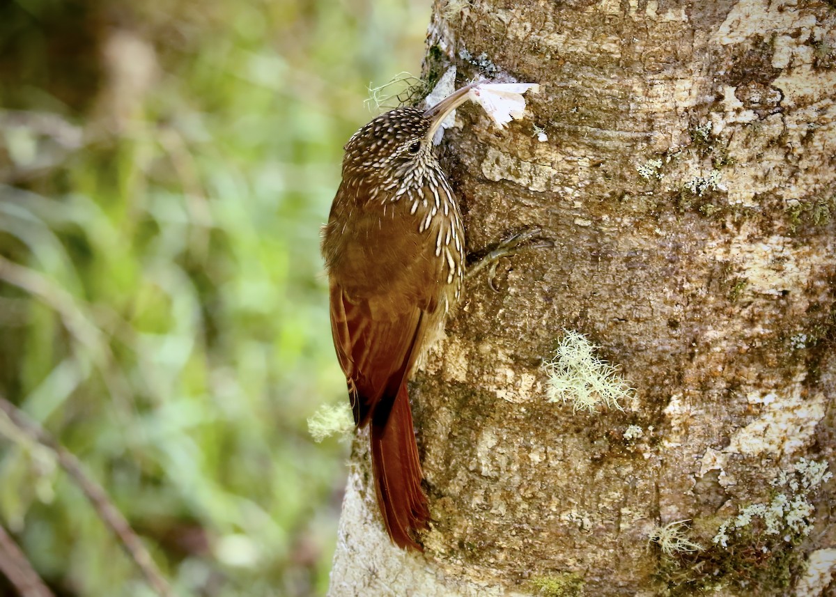 Montane Woodcreeper - ML617453166