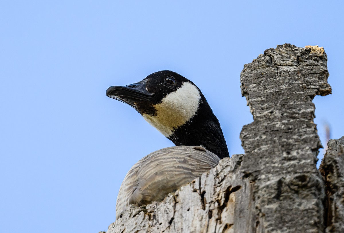 Canada Goose - Ken Miracle