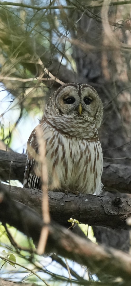 Barred Owl - ML617453238