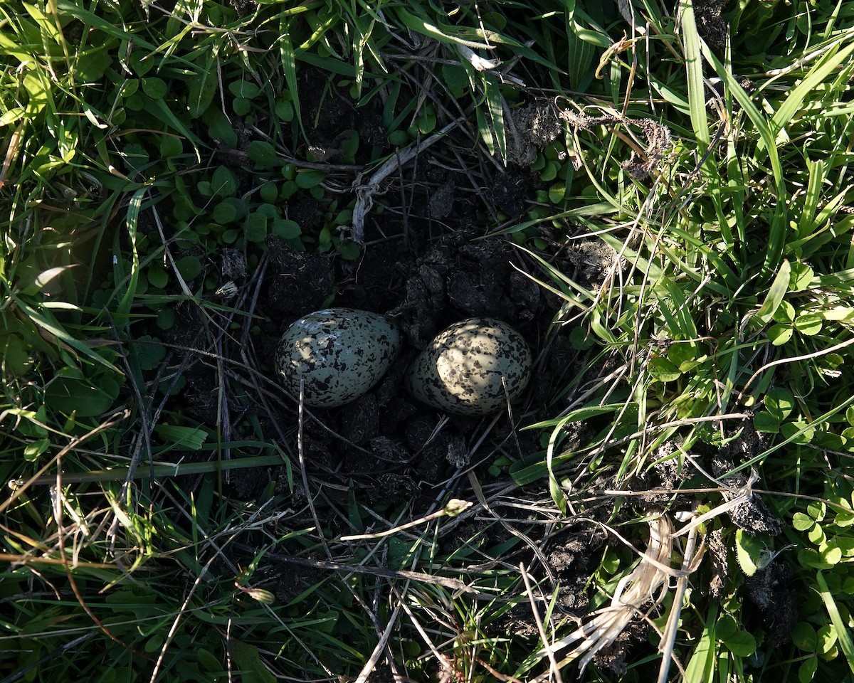 čejka jihoamerická (ssp. chilensis/fretensis) - ML617453291