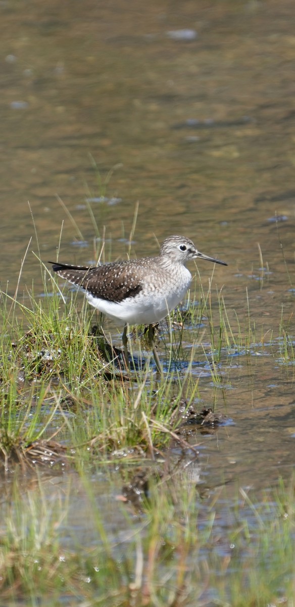 Solitary Sandpiper - ML617453319