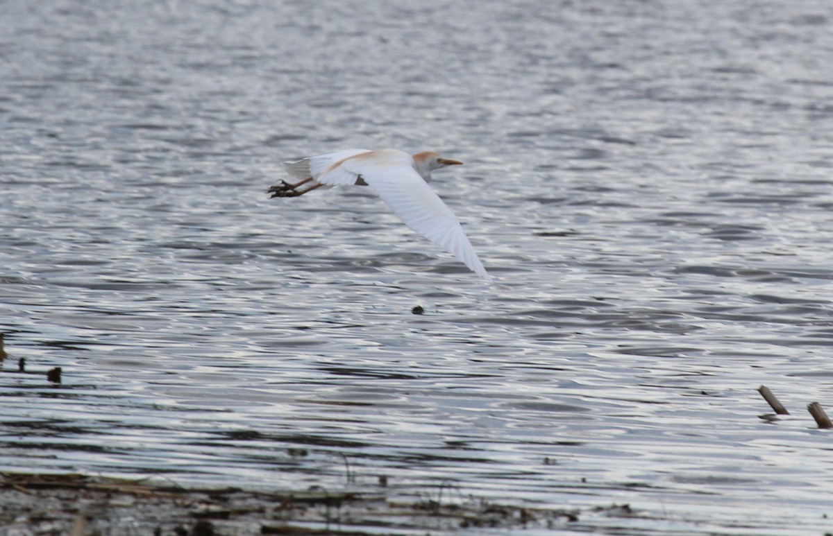 Western Cattle Egret - Bradley White