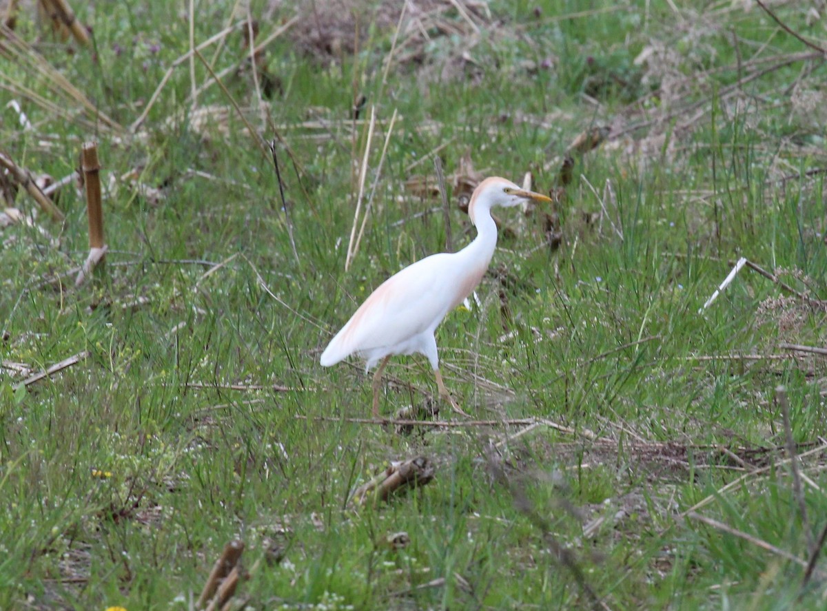 Western Cattle Egret - Bradley White