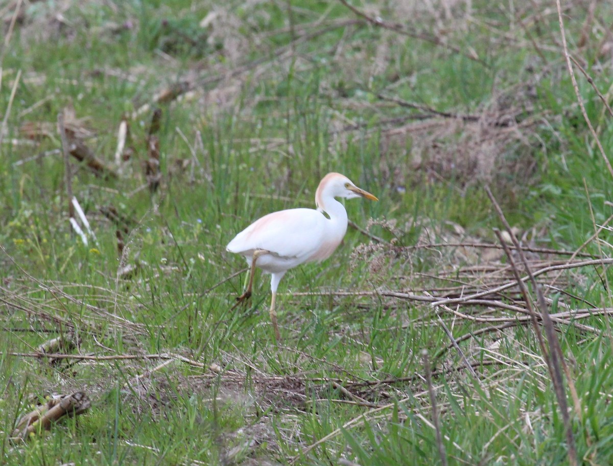 Western Cattle Egret - Bradley White