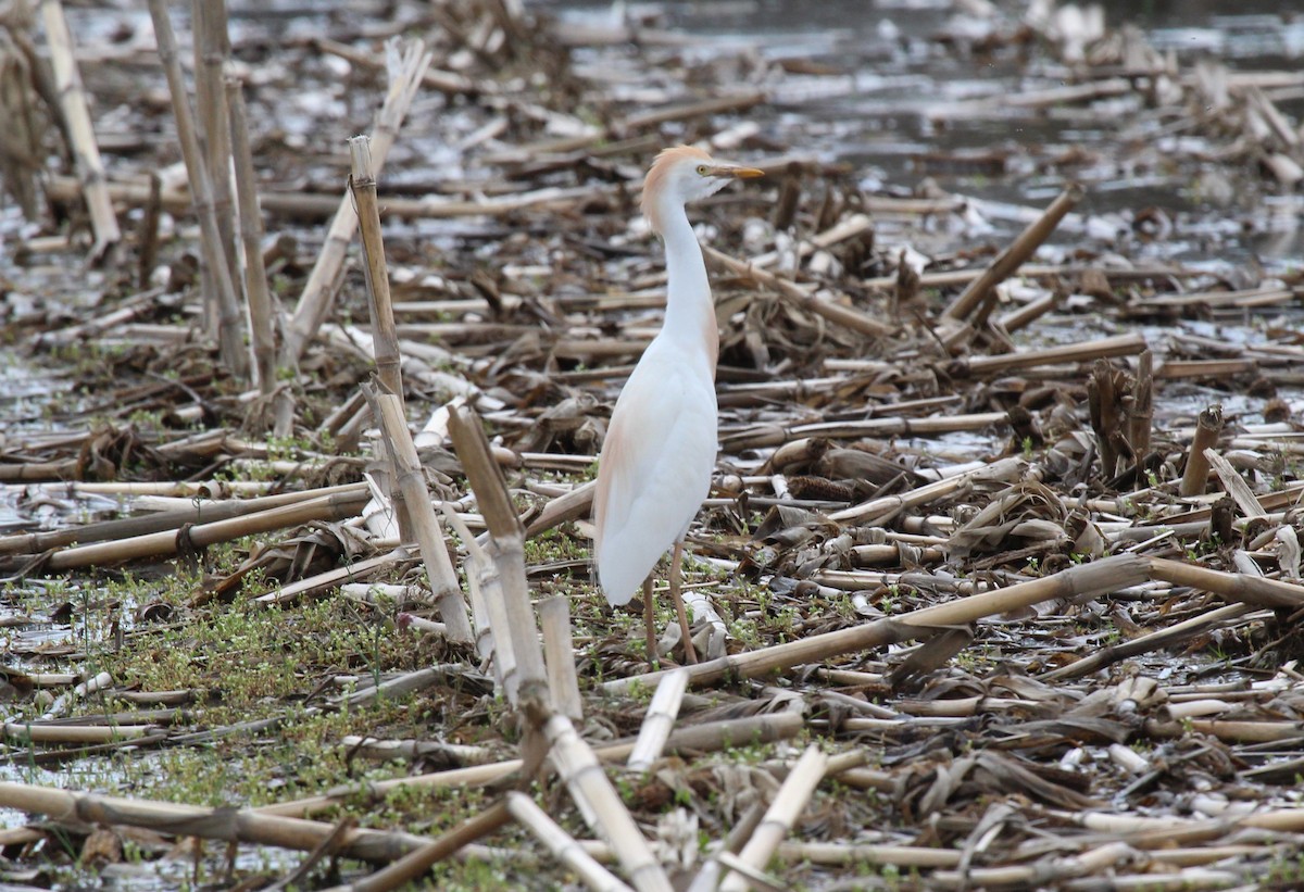 Western Cattle Egret - Bradley White