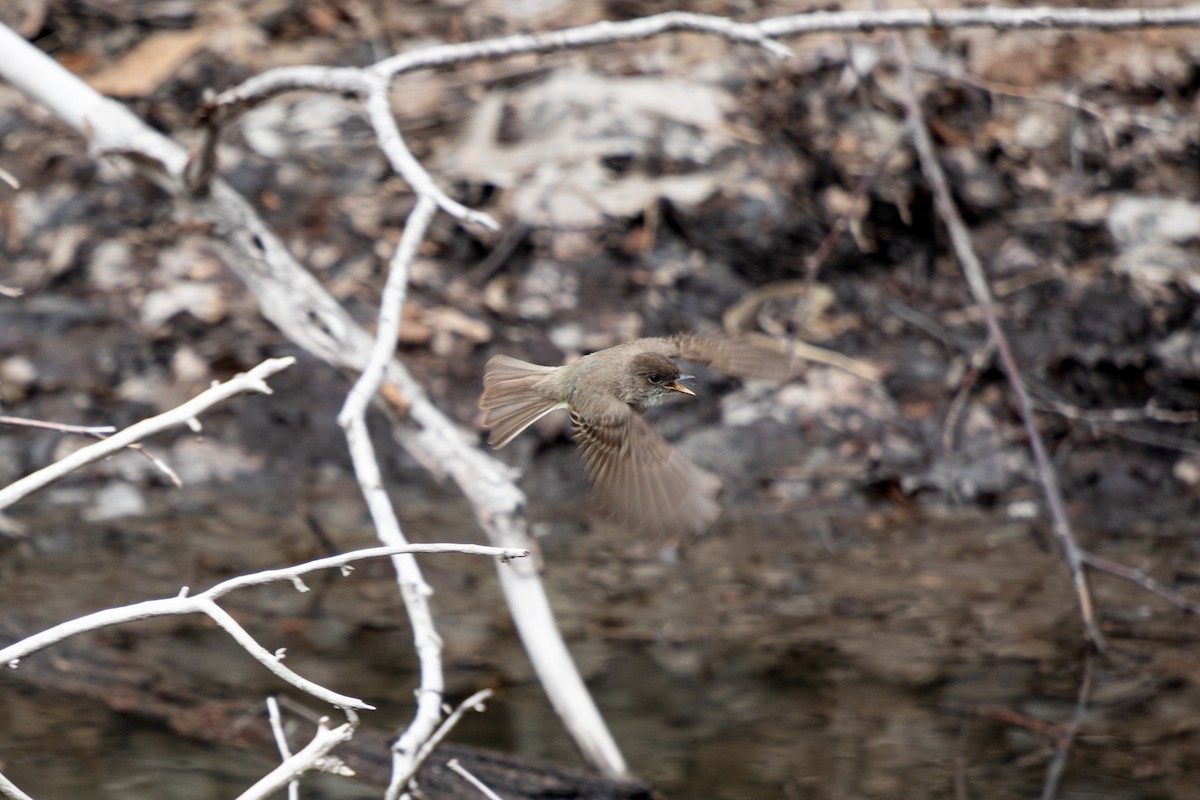 Eastern Phoebe - ML617453384