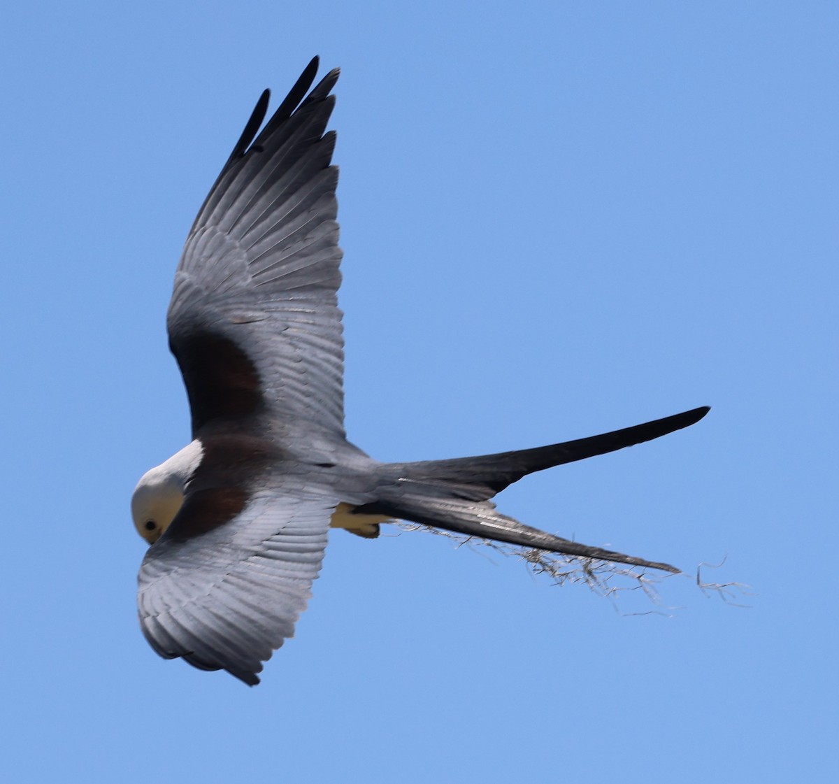 Swallow-tailed Kite - ML617453396