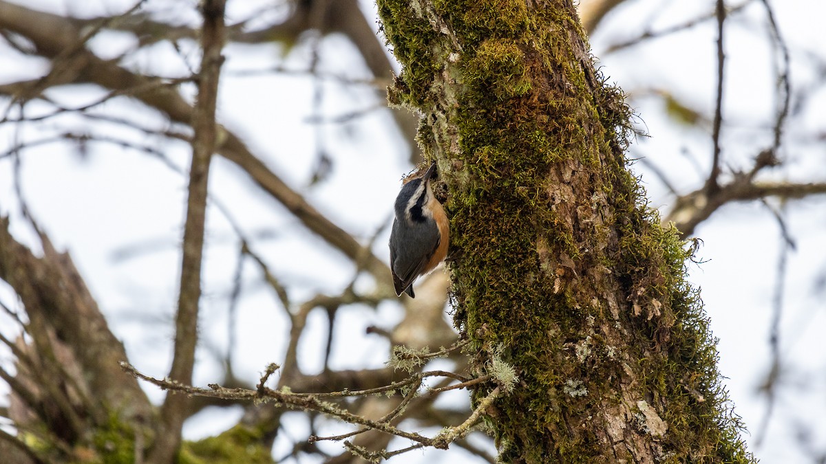 Red-breasted Nuthatch - ML617453405