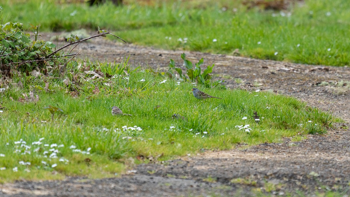 White-crowned Sparrow - ML617453410