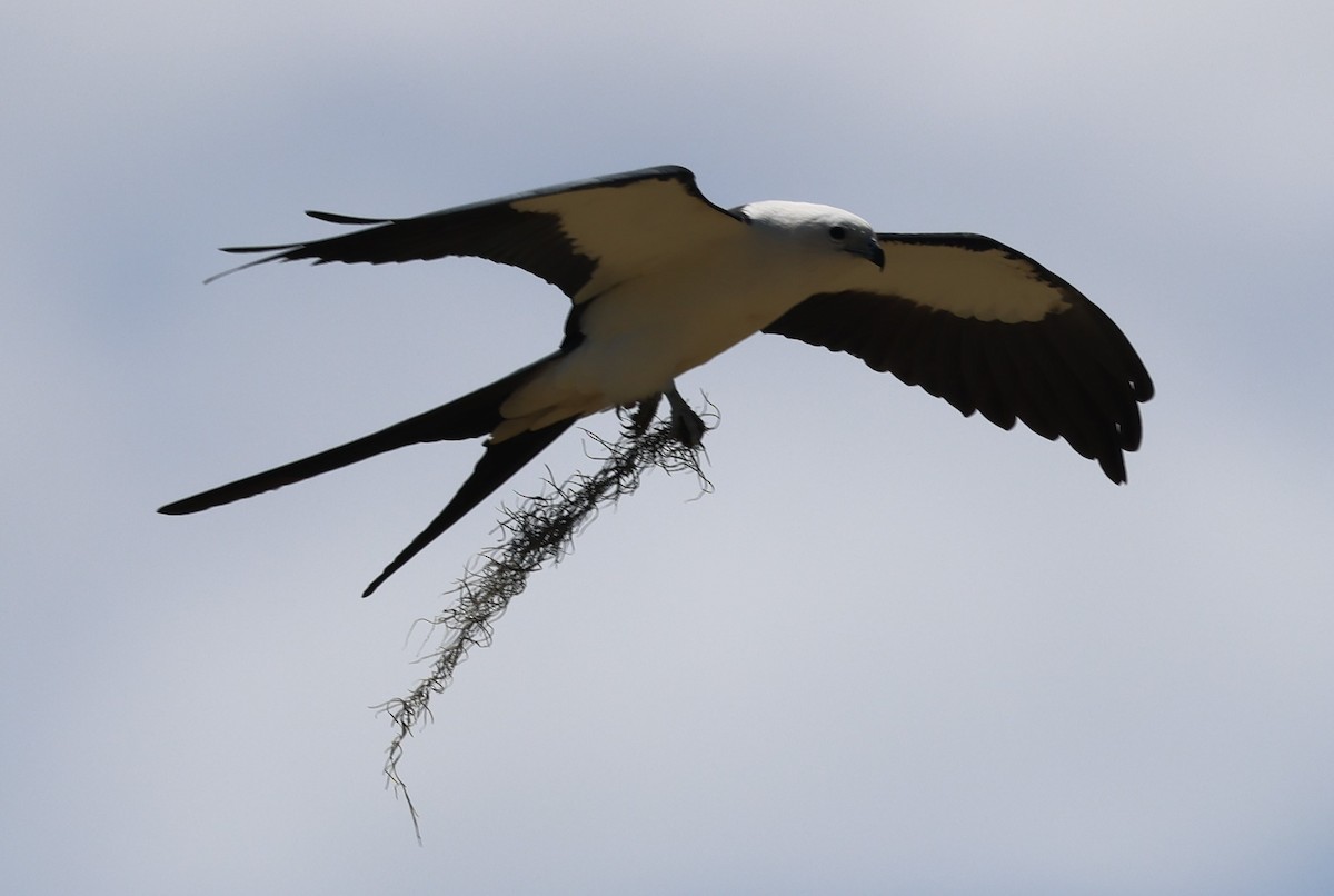 Swallow-tailed Kite - ML617453411