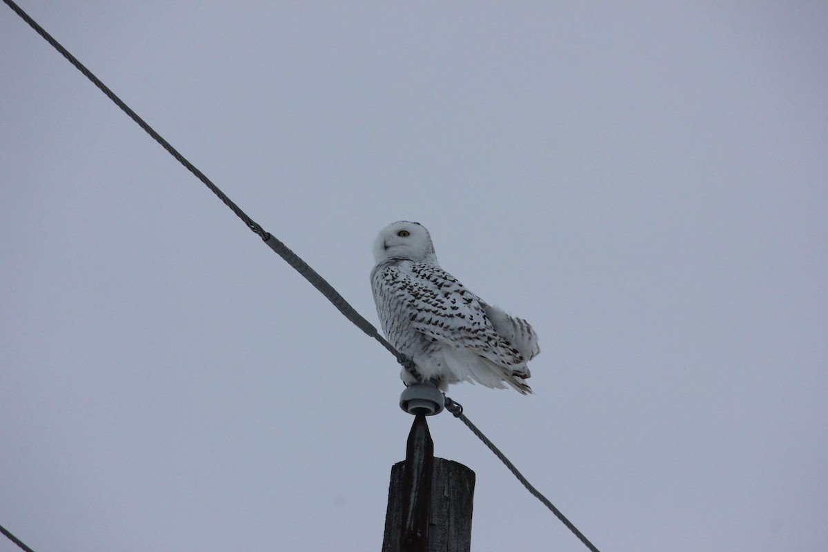 Snowy Owl - Victoria Pepe