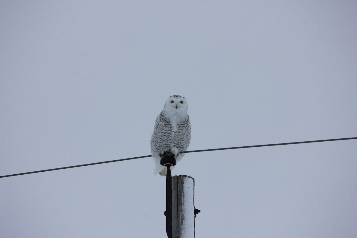 Harfang des neiges - ML617453448