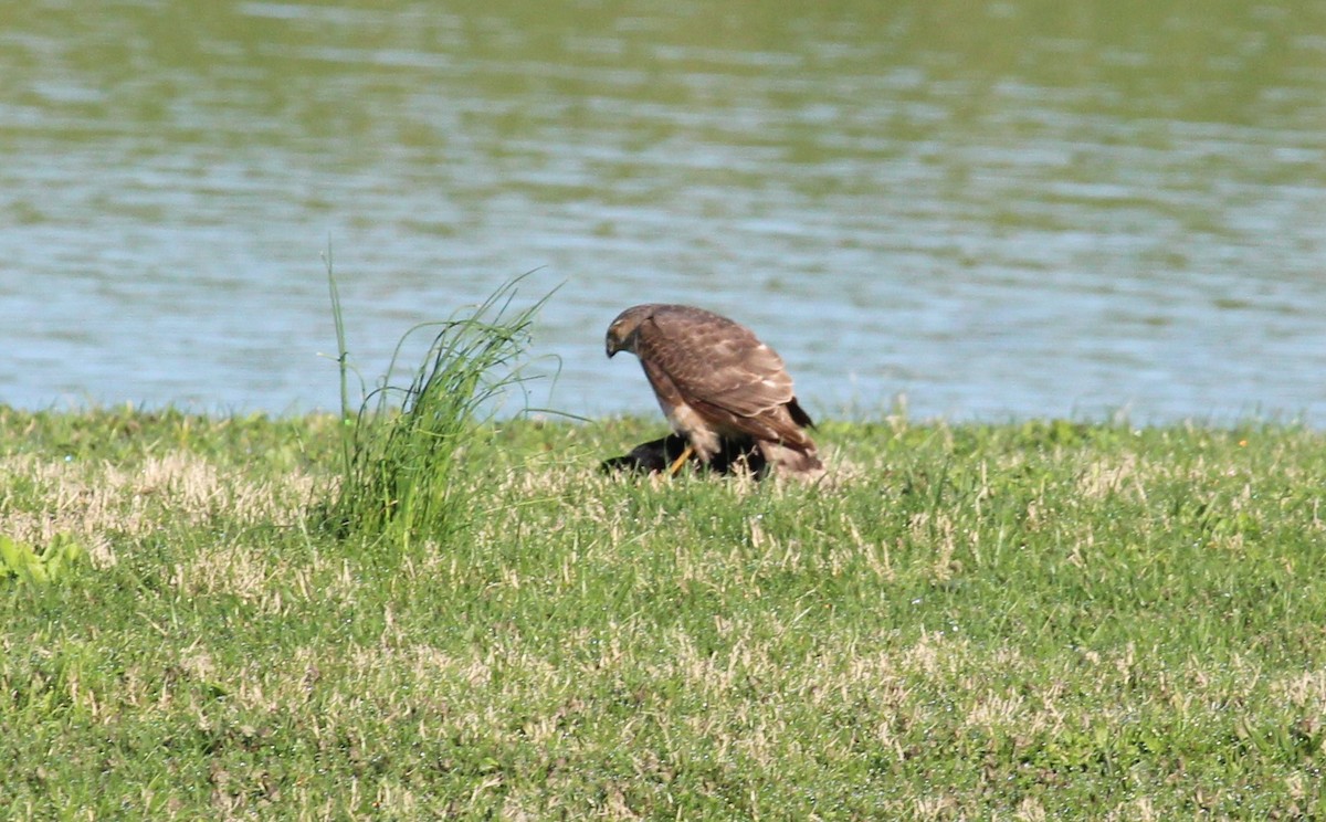 Cooper's Hawk - ML617453478