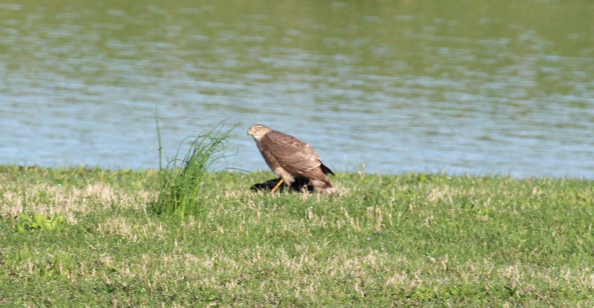 Cooper's Hawk - ML617453479