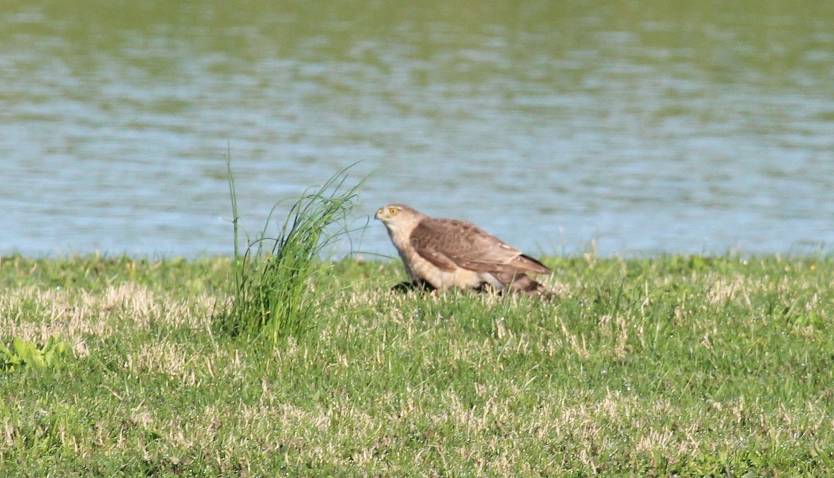 Cooper's Hawk - ML617453480