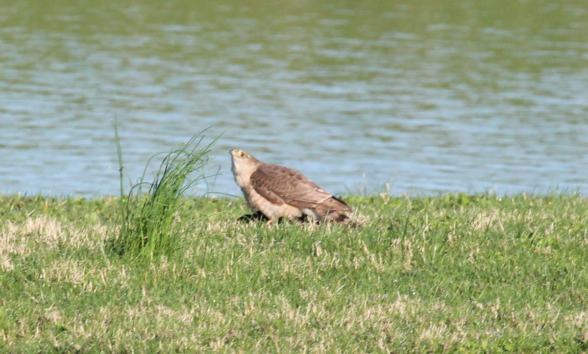 Cooper's Hawk - ML617453481