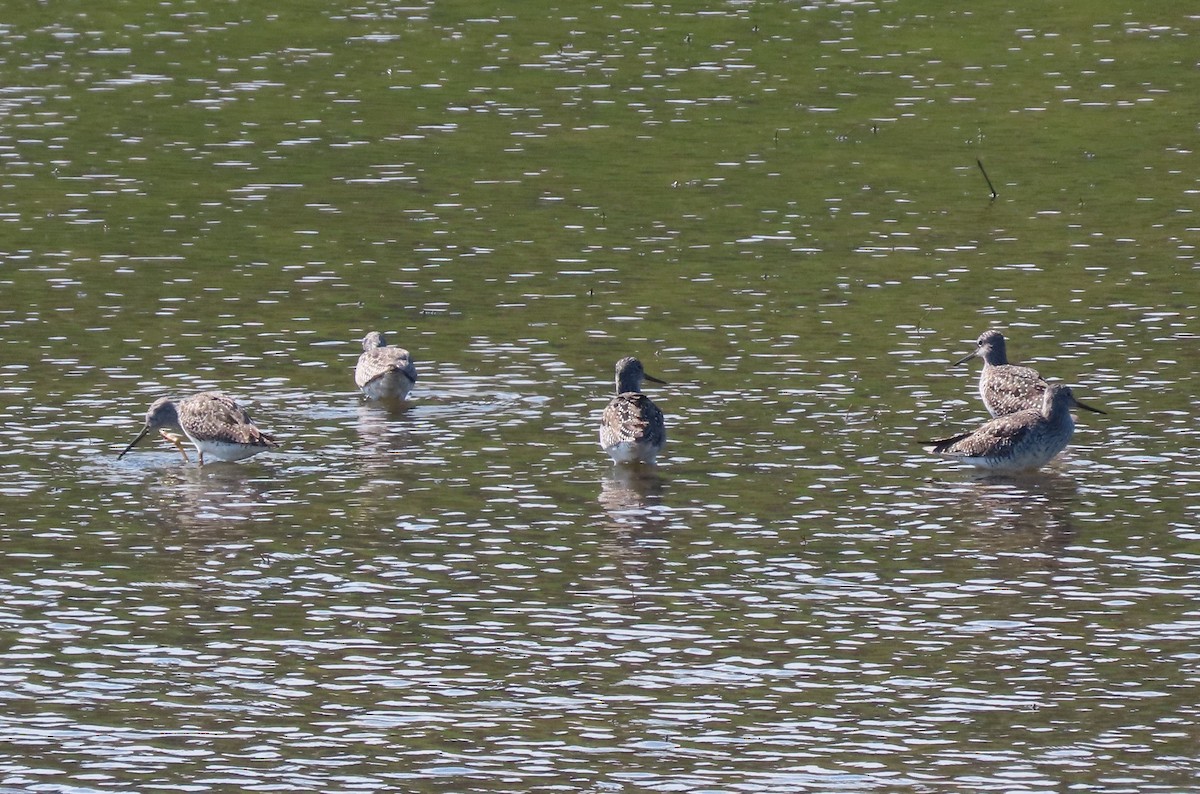 Greater Yellowlegs - ML617453496