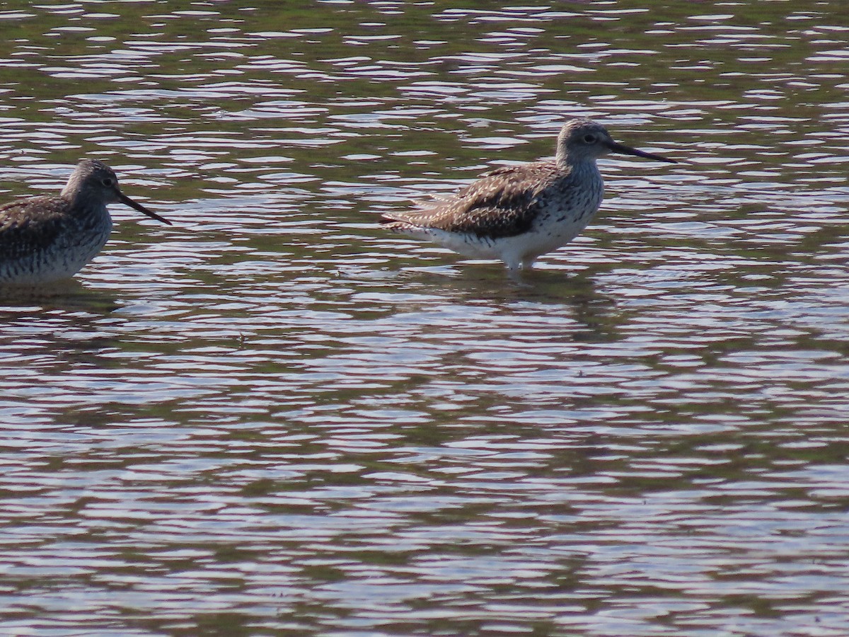 Greater Yellowlegs - ML617453517