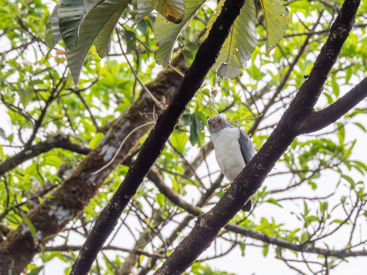 Semiplumbeous Hawk - ML617453540