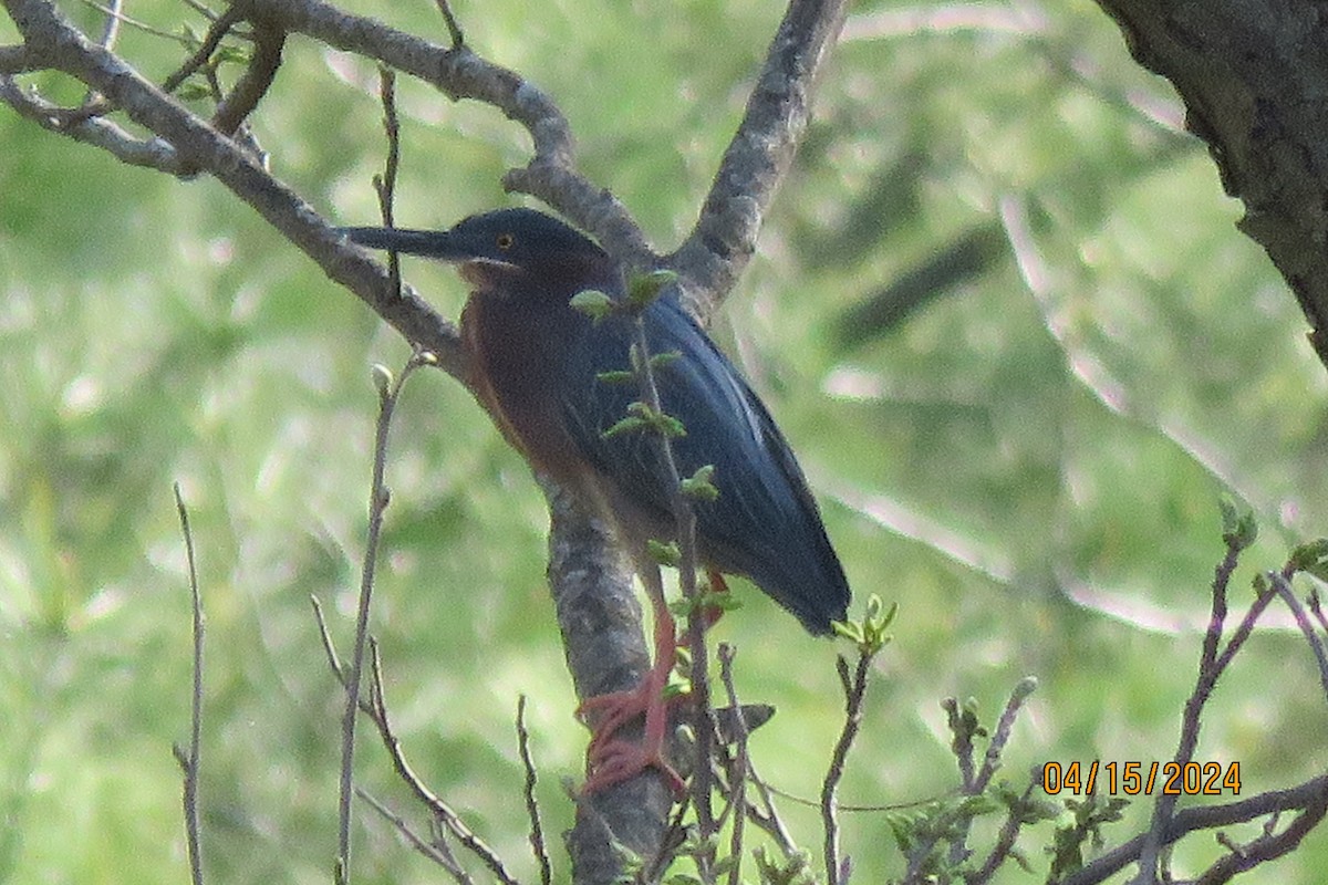 Green Heron - Jerry Hemmersmeyer