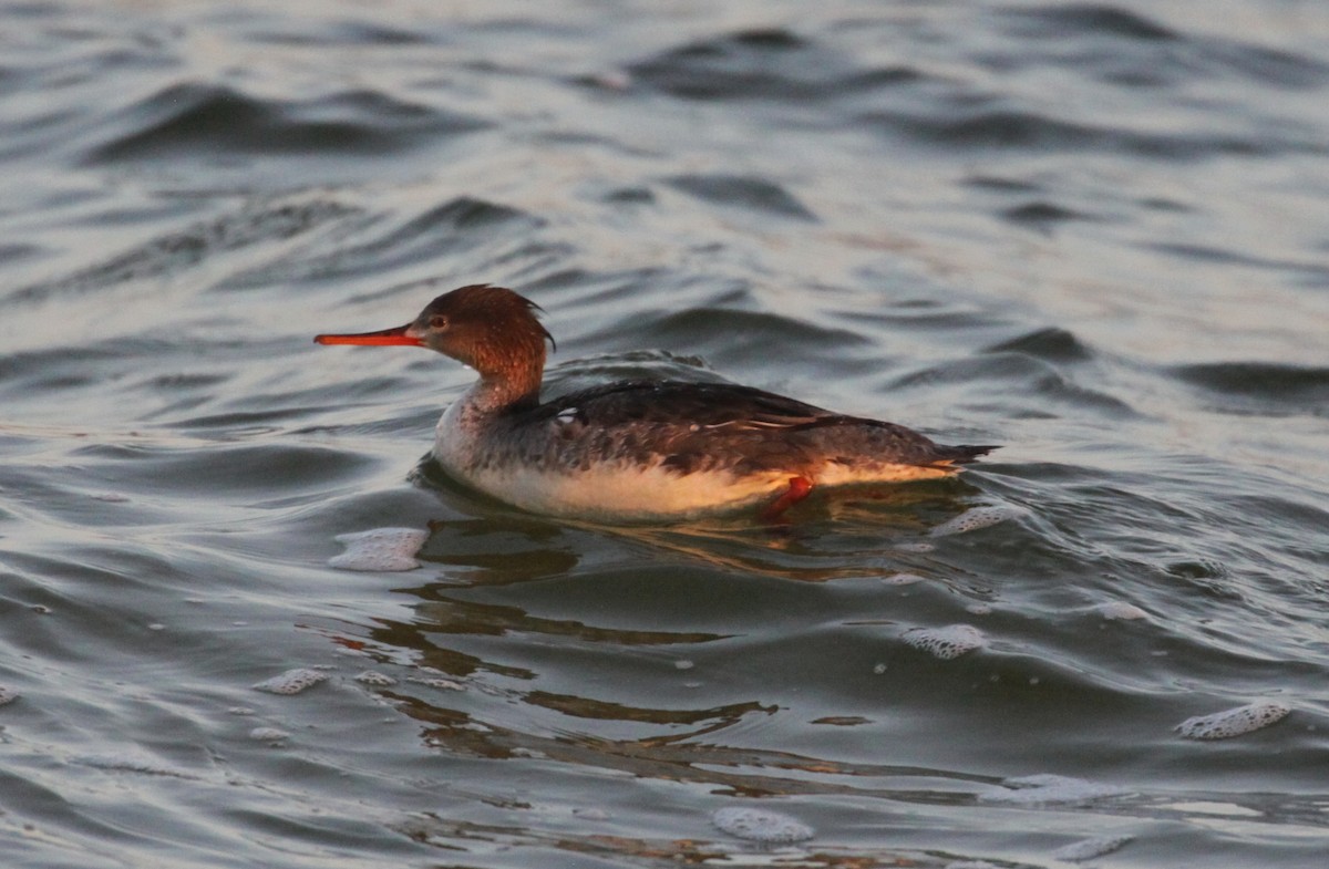 Red-breasted Merganser - Eric Soehren