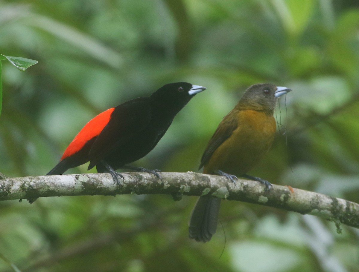 Scarlet-rumped Tanager - Roger Higbee