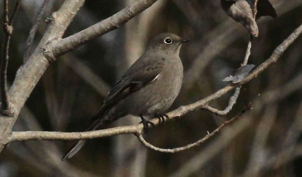 Townsend's Solitaire - ML617453761