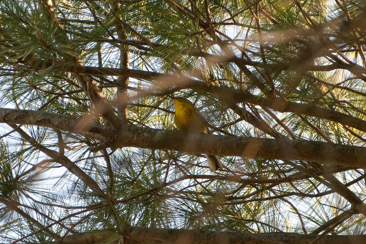 Pine Warbler - Solomon Greene