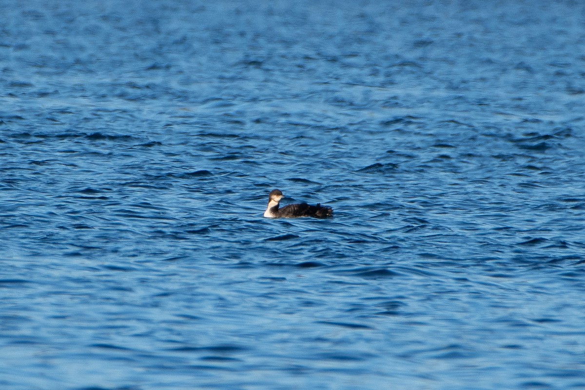 Pacific Loon - Solomon Greene