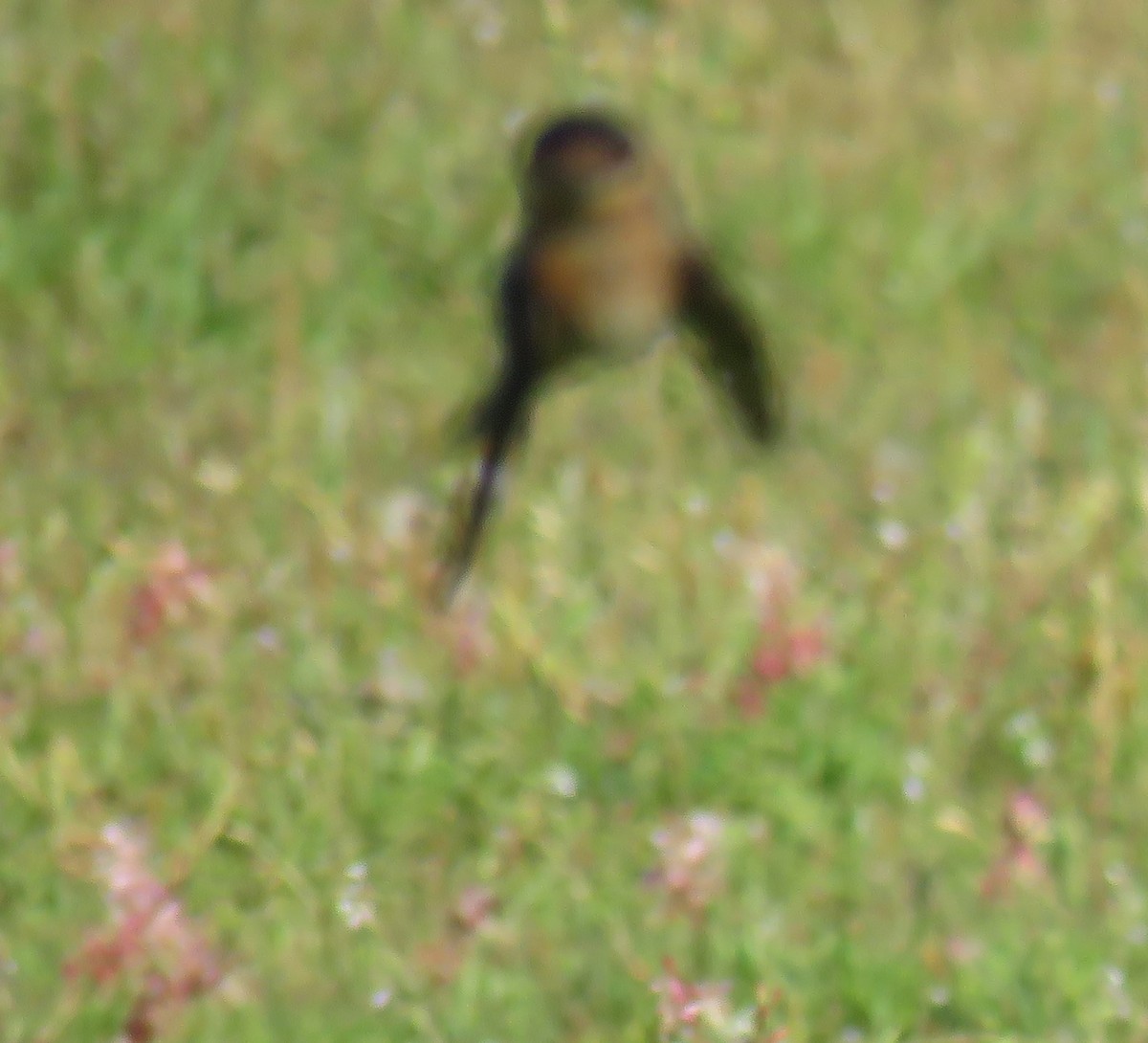 Golondrina Pueblera - ML617453813